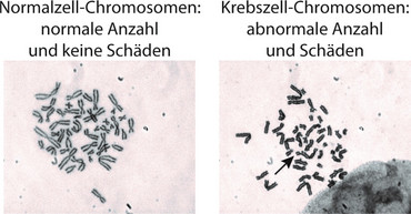 Link zur Presseinformation Nr. 011 / 2023 zum Thema "Neuer Mechanismus für Chromosomen-Fehler in Krebszellen entdeckt"